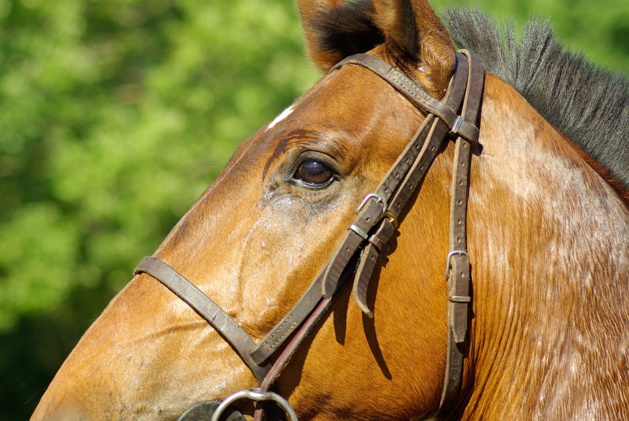 Bien-être animal : vers un nouvel indicateur de stress chronique chez le cheval ?