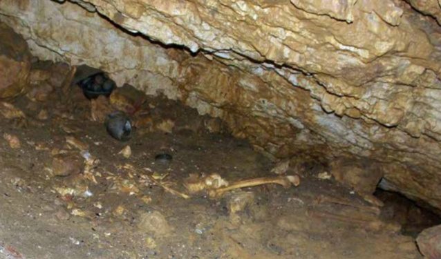 La grotte de la Licorne, découverte accidentelle d’un joyau archéologique en Charente