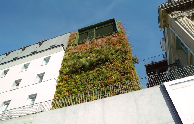 Un mur végétalisé à Paris