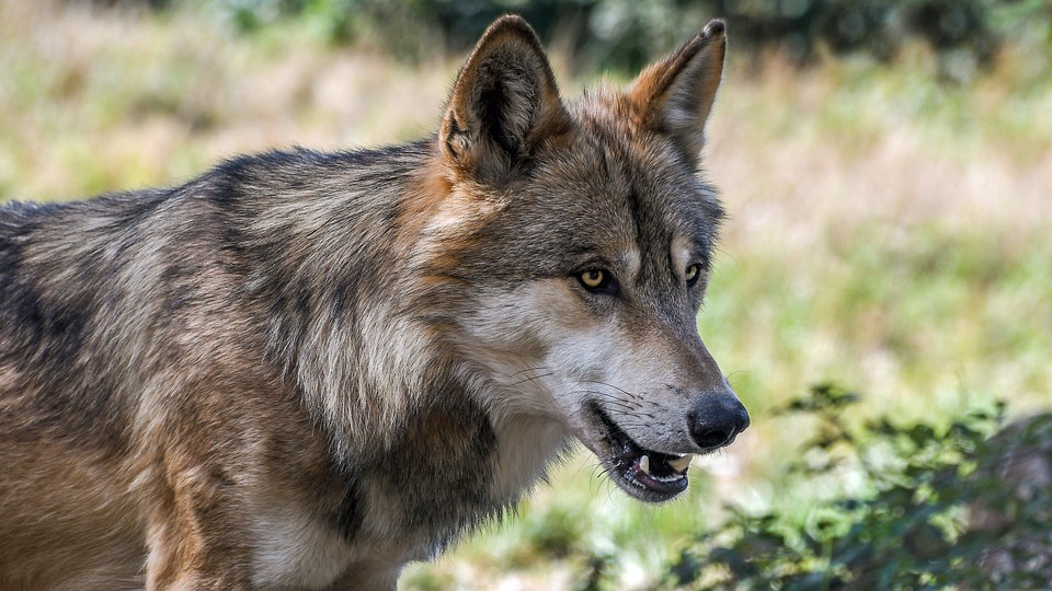 Somme : un loup gris identifié 