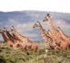 Les biologistes découvrent qu’il existe quatre espèces de girafes