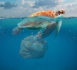 Ce plastique qui tue les océans