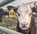 Trois vaches emportées par un ouragan survivent en nageant plusieurs kilomètres