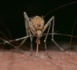 Paludisme : vers des médicaments à action prolongée