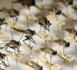 Des moustiques OGM pour lutter contre Zika