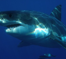 Des scientifiques s’agacent de la sortie d’un nouveau film sur un requin tueur