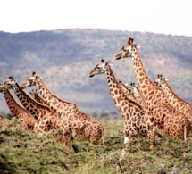 Les biologistes découvrent qu’il existe quatre espèces de girafes