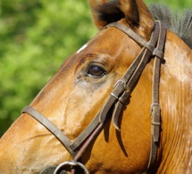 Bien-être animal : vers un nouvel indicateur de stress chronique chez le cheval ?