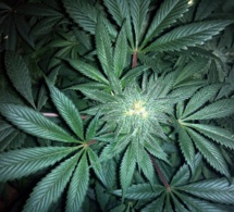 ​Le Royaume Uni autorise le cannabis thérapeutique