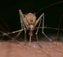 Paludisme : vers des médicaments à action prolongée