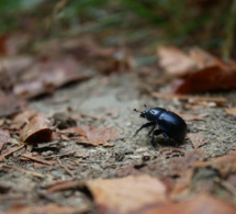 ​Des chercheurs lèvent le voile sur l’extrême résistance des scarabées