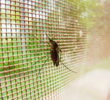L’inquiétante stagnation des progrès de la lutte contre le paludisme