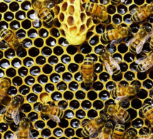 « Des femmes pour les abeilles » : la première remise des diplômes
