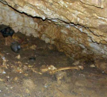 La grotte de la Licorne, découverte accidentelle d’un joyau archéologique en Charente