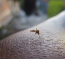 ​Couleurs des vêtements, odeur, groupe sanguin ou chaleur : les raisons de l’appétit des moustiques