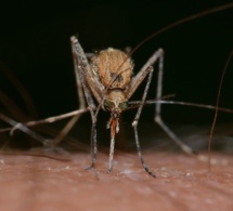 Un probable vaccin contre le virus Zika