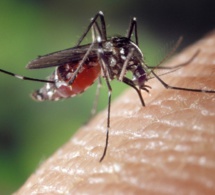 Zika, 1,65 million de femmes pourraient contracter la maladie
