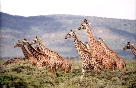 Les biologistes découvrent qu’il existe quatre espèces de girafes