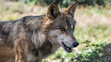 Somme : un loup gris identifié