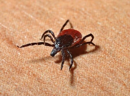 Les diagnostics de maladie de Lyme augmentent et c'est une bonne nouvelle