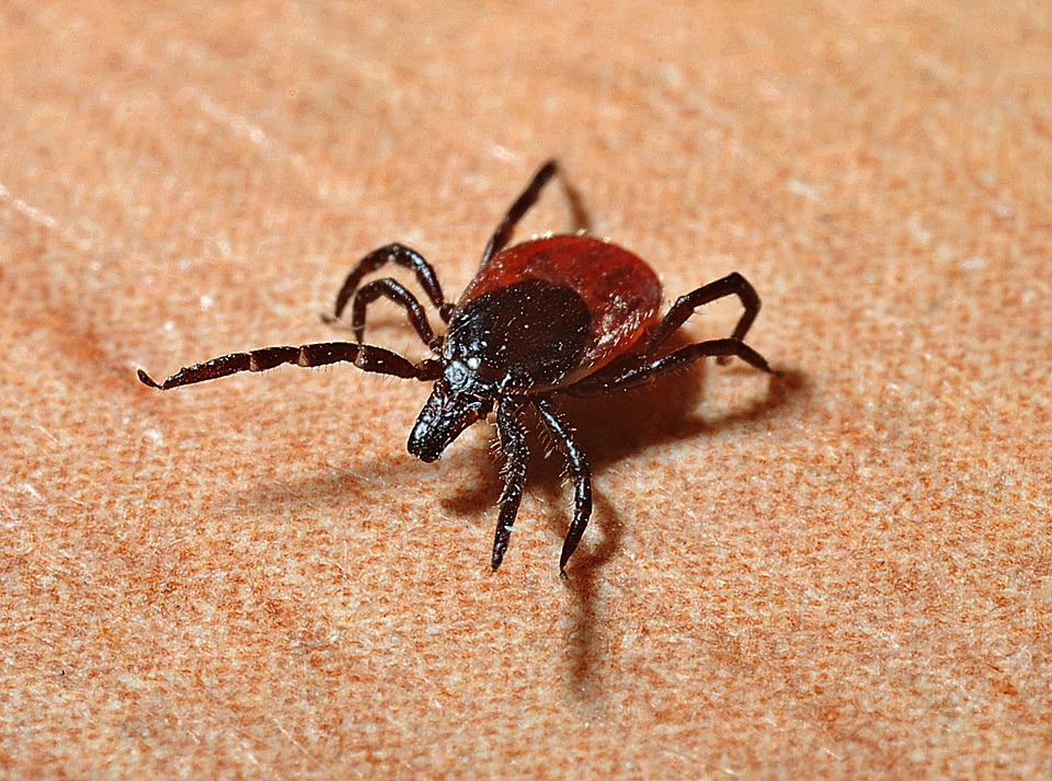 Les diagnostics de maladie de Lyme augmentent et c'est une bonne nouvelle