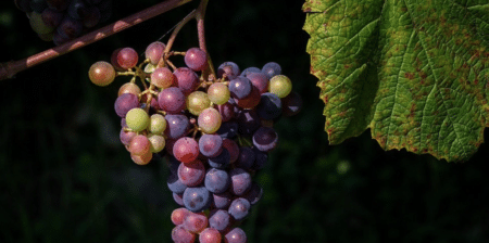 Vin : une bouteille de l’espace estimée à un million d’euros