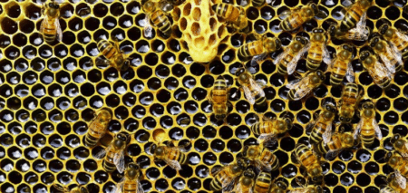« Des femmes pour les abeilles » : la première remise des diplômes