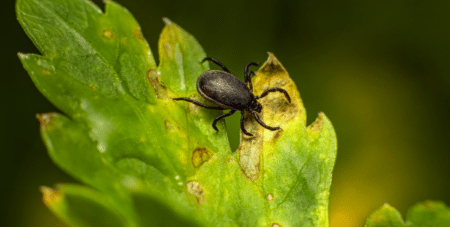 Maladie de Lyme : informations et appel aux contributions du grand public de l’Inrae
