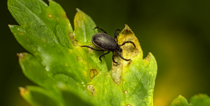 Maladie de Lyme : informations et appel aux contributions du grand public de l’Inrae