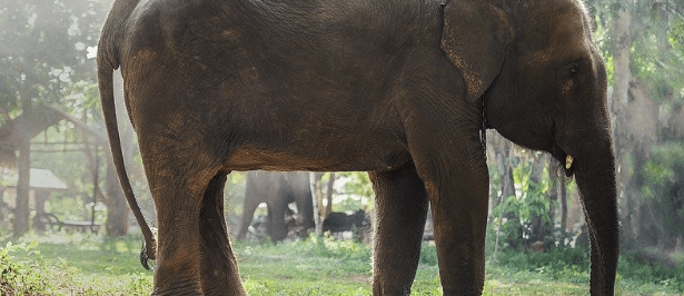 Réintégrer les mammouths : le projet à la Jurassique Park d’une entreprise américaine
