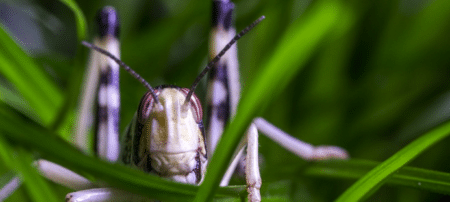 Criquets pèlerins : des drones ou des satellites pour les localiser et agir rapidement