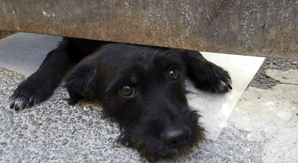 Allez au travail avec son chien, la drôle d’expérience de la mairie de Grenoble