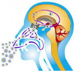 Le marketing olfactif suscite l'achat impulsif