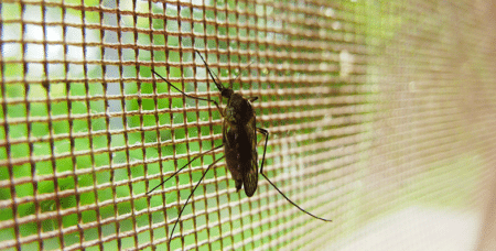 L’UNICEF s’engage pour l’approvisionnement des vaccins antipaludique