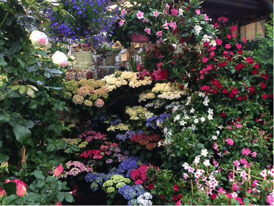 Connaissez-vous le marché aux fleurs de Paris ?