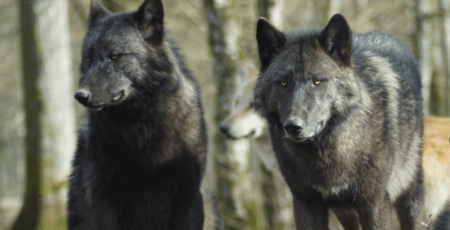 Un nouveau plan loup lancé pour 2024-2029
