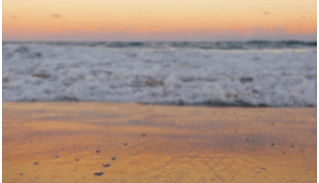 Une présence inédite de tortues caouannes observées en Méditerranée française