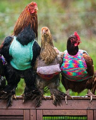 Vivre à la ferme, le «revival»