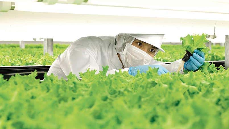 Au Japon, des robots agriculteurs