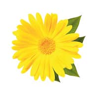 Mon herbier 2.0 : le pouvoir des fleurs