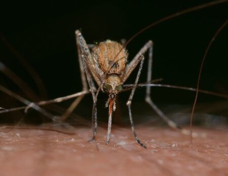 Un probable vaccin contre le virus Zika