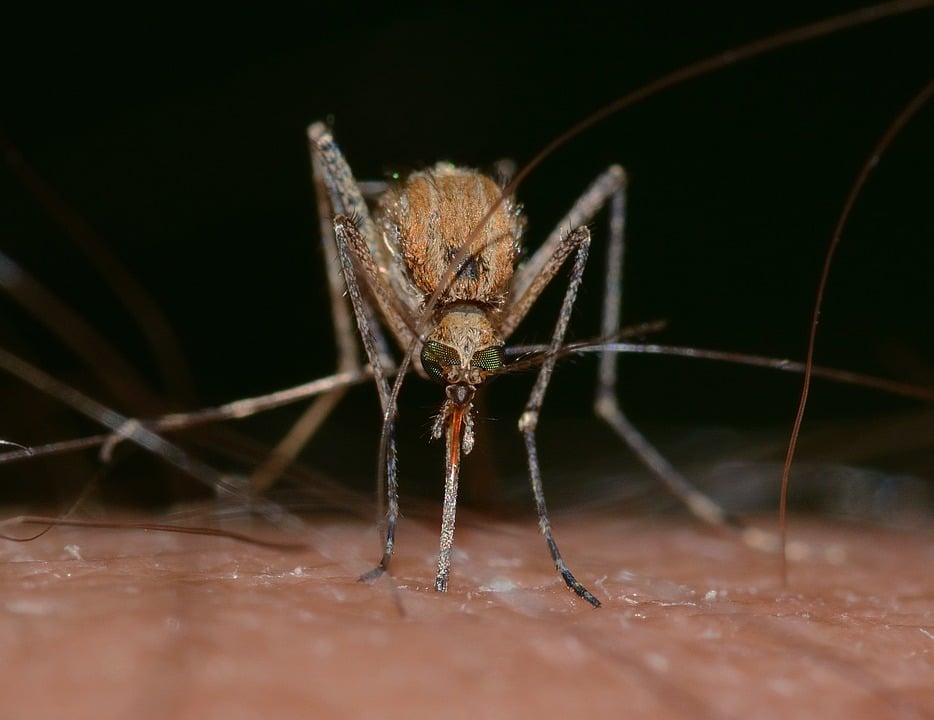 Un probable vaccin contre le virus Zika