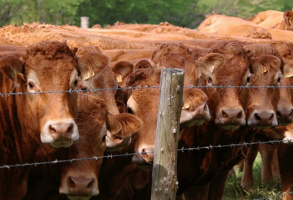 Capture D'écran 2024 12 11 104925