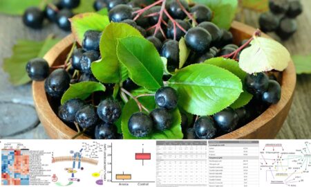 Pourquoi les baies d'aronia font-elles autant parler d'elles ?