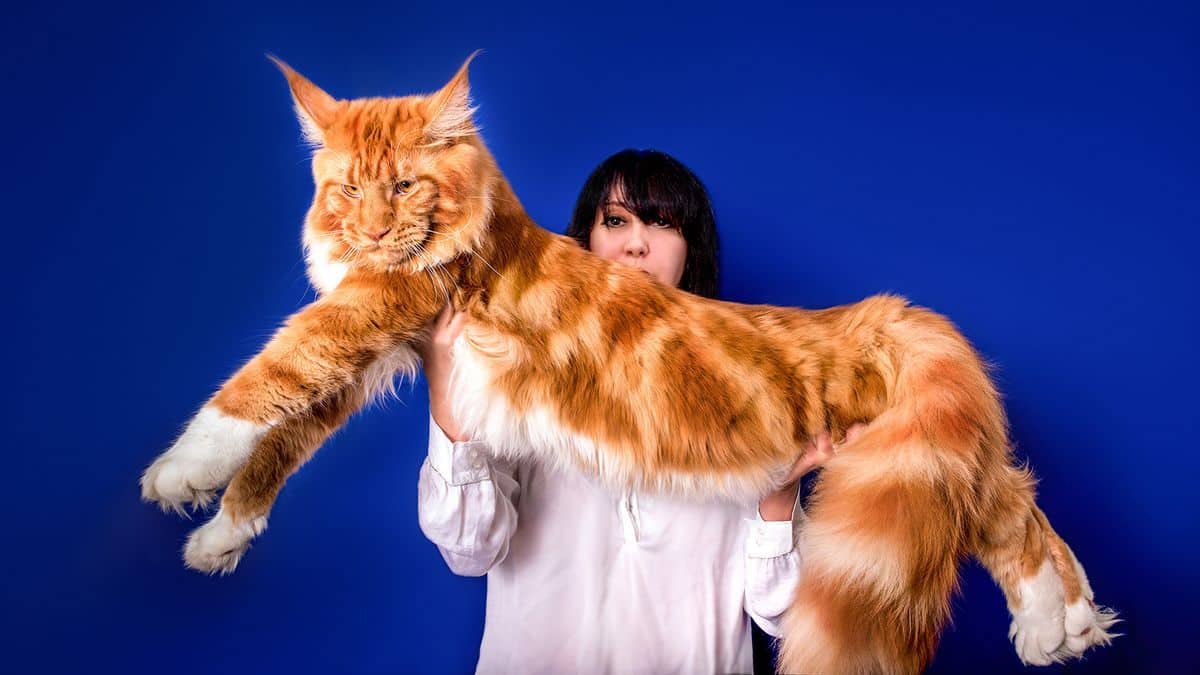 Quel Est Le Record Du Monde Du Plus Grand Chat Maine Coon