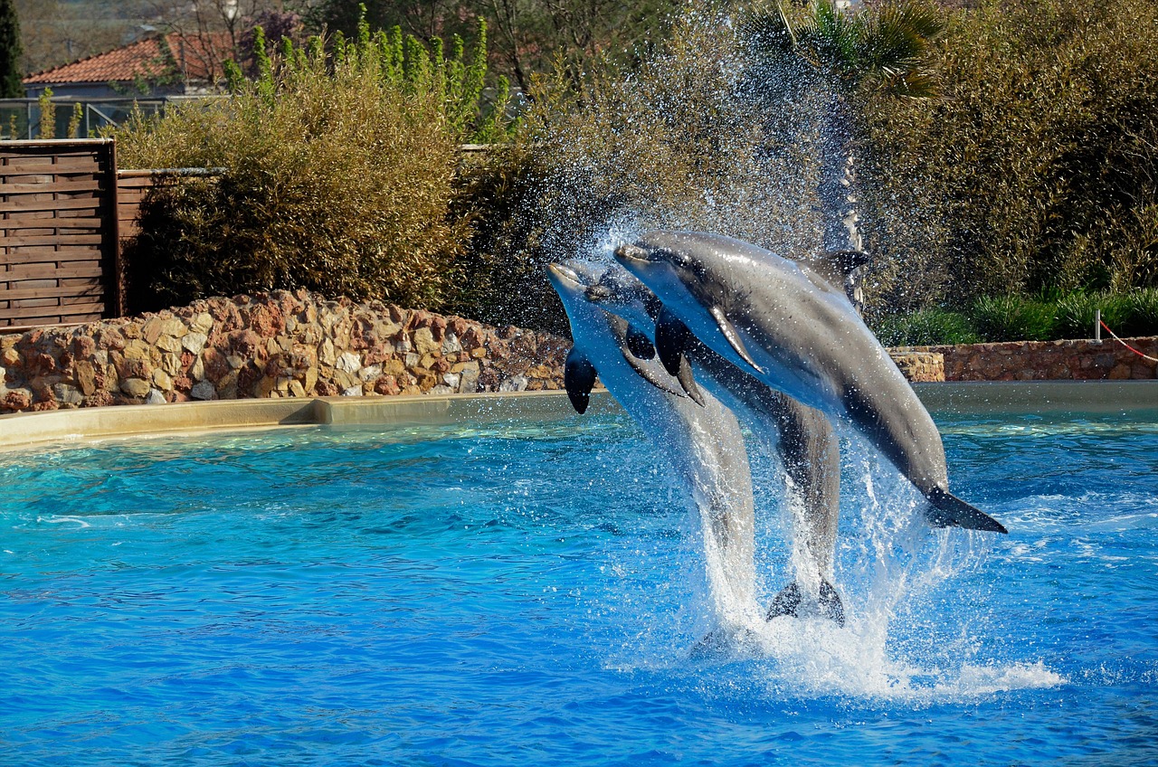 Dauphin Ia Traduction