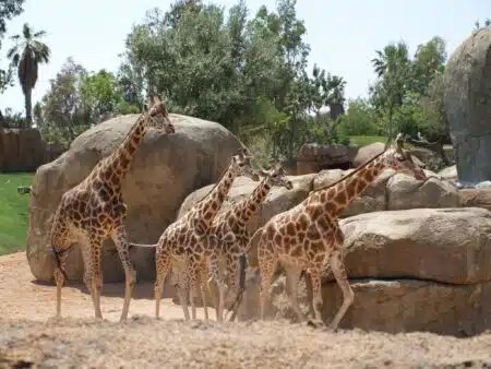 zoo-éthique-animaux