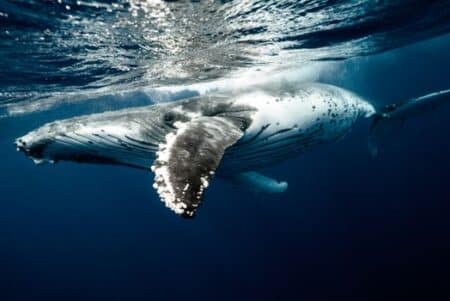dans-locean-indien-un-cimetiere-de-baleines-geant-decouvert