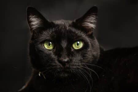 une-chatte-retrouvee-apres-28-jours-de-recherches-sur-une-aire-dautoroute