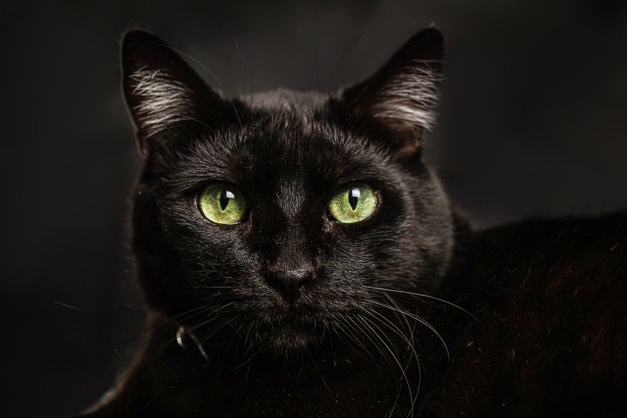 une-chatte-retrouvee-apres-28-jours-de-recherches-sur-une-aire-dautoroute